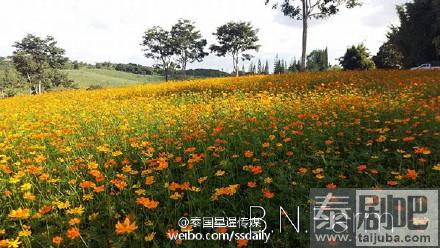 碧差汶府BN Farm花园