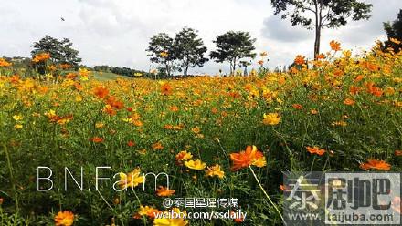 碧差汶府BN Farm花园