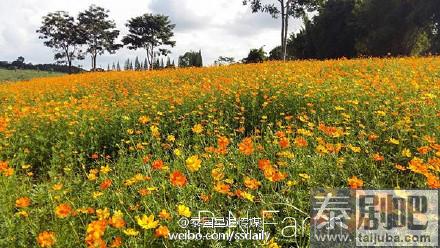 碧差汶府BN Farm花园