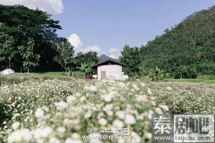 泰国北部清迈美景花海