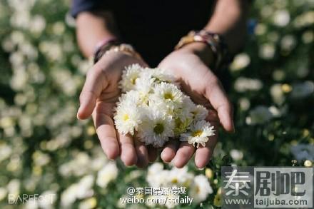 泰国北部清迈美景花海