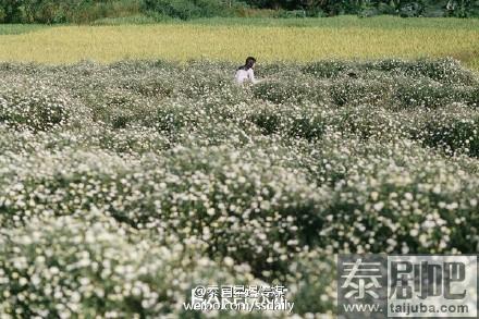 泰国北部清迈美景花海