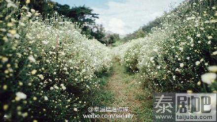 泰国北部清迈美景花海