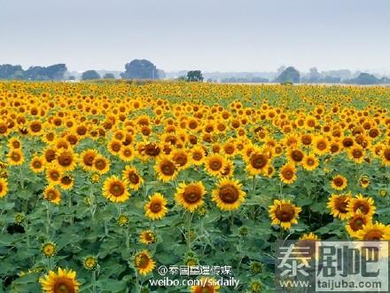 泰国华富里府向日葵海洋