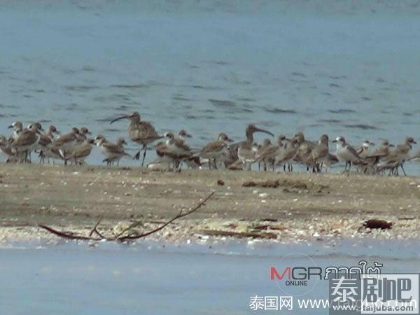 泰国南部董里府Libong岛