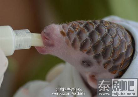穿山甲幼崽