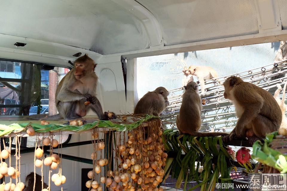 泰国华富里府猴宴活动照