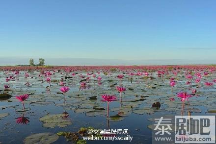 泰国乌隆府海中红莲