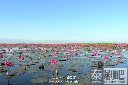 泰国乌隆府海中红莲