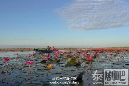 泰国乌隆府海中红莲