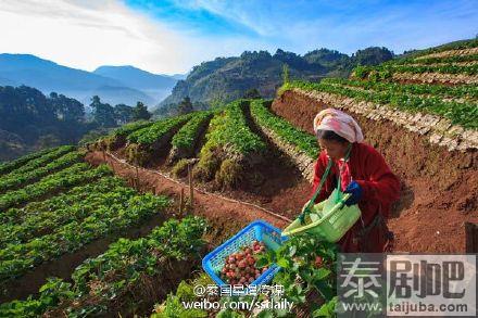 清迈沙蒙县草莓