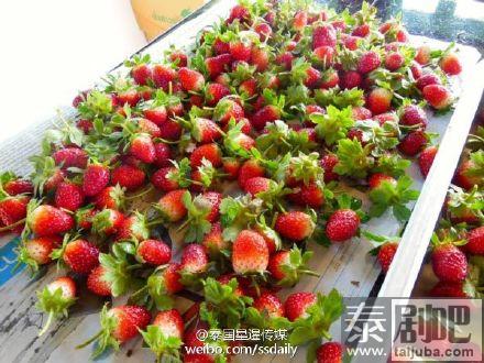 清迈沙蒙县草莓