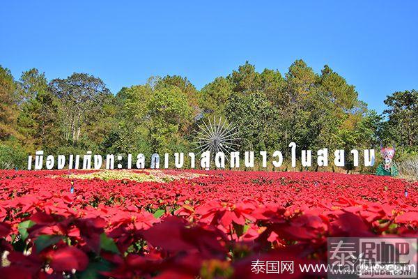 泰国黎府圣诞树节