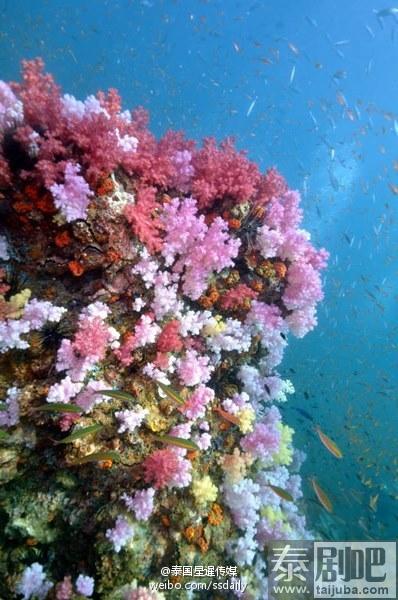 泰国沙墩府发现罕见七彩珊瑚