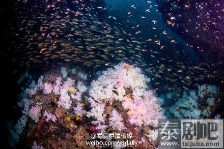 泰国沙墩府发现罕见七彩珊瑚