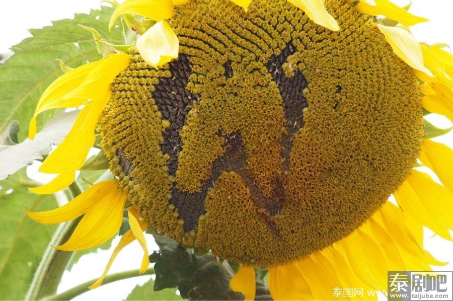 泰国考艾向日葵花海难逃