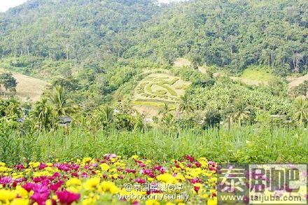 泰国乌泰他尼府美丽花海