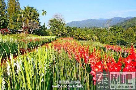 泰国乌泰他尼府美丽花海