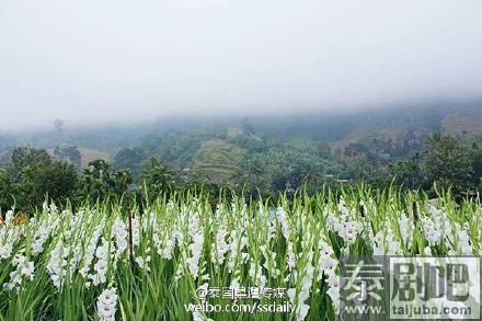 泰国乌泰他尼府美丽花海