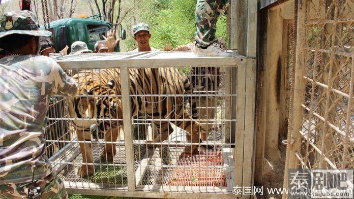 泰国北碧府虎庙疑涉嫌走私非法买卖和持有野生动物