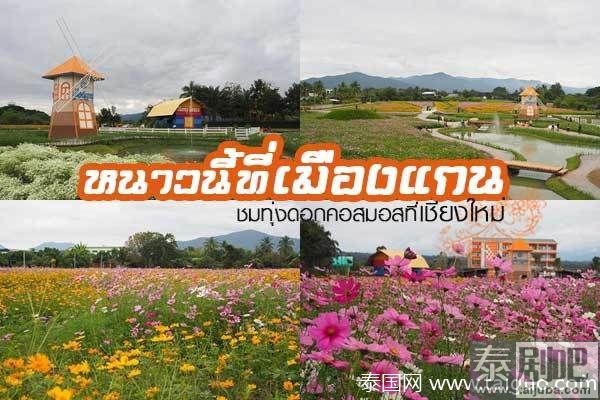 泰国旅游:清迈Muang Kaen花海美景
