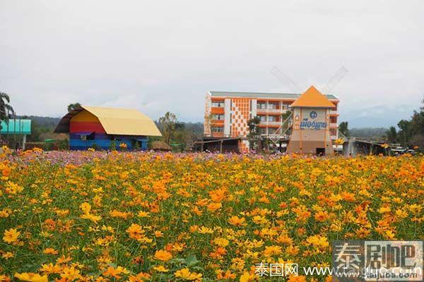 泰国旅游:清迈Muang Kaen花海美景