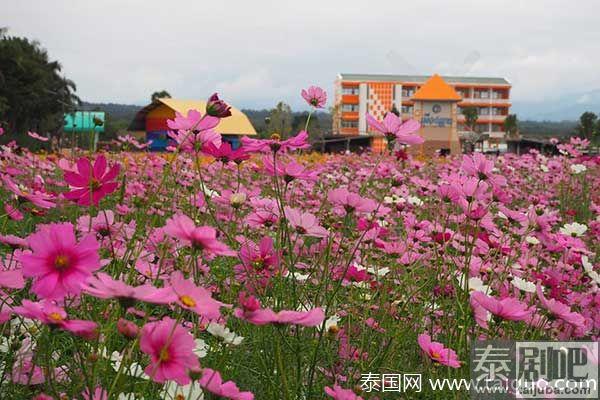 泰国旅游:清迈Muang Kaen花海美景