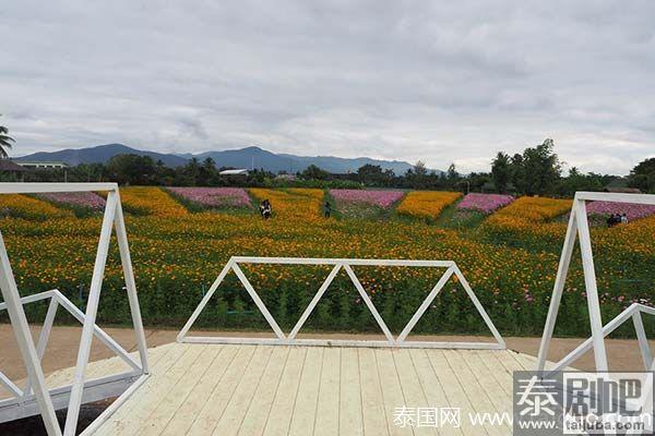 泰国旅游:清迈Muang Kaen花海美景