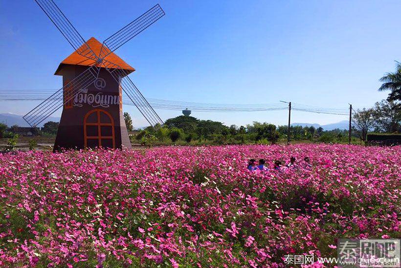 泰国旅游:清迈Muang Kaen花海美景