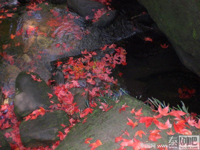 泰国黎府漫山红叶