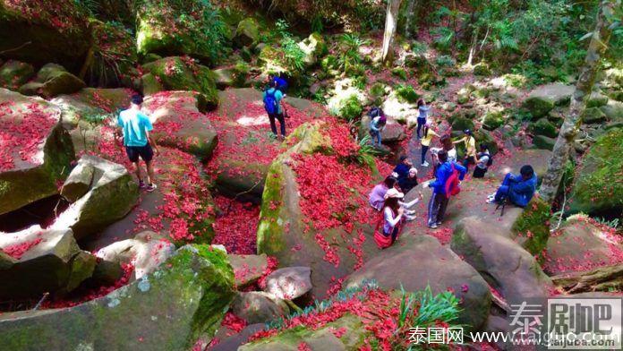 泰国黎府漫山红叶