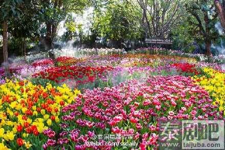 泰国旅游:清莱举行第13届花卉节系列活动美景图片