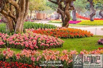 泰国旅游:清莱举行第13届花卉节系列活动美景图片