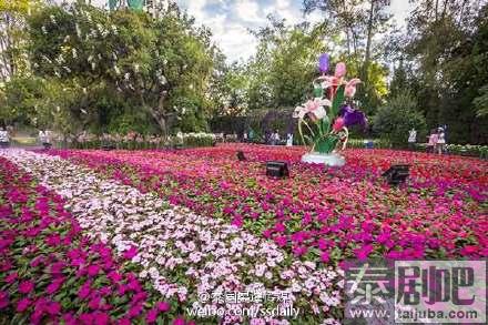 泰国旅游:清莱举行第13届花卉节系列活动美景图片