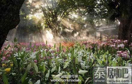 泰国旅游:清莱举行第13届花卉节系列活动美景图片