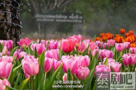 泰国旅游:清莱举行第13届花卉节系列活动美景图片