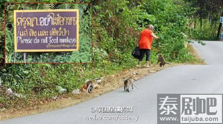 泰国象岛禁止游客向猴子投食