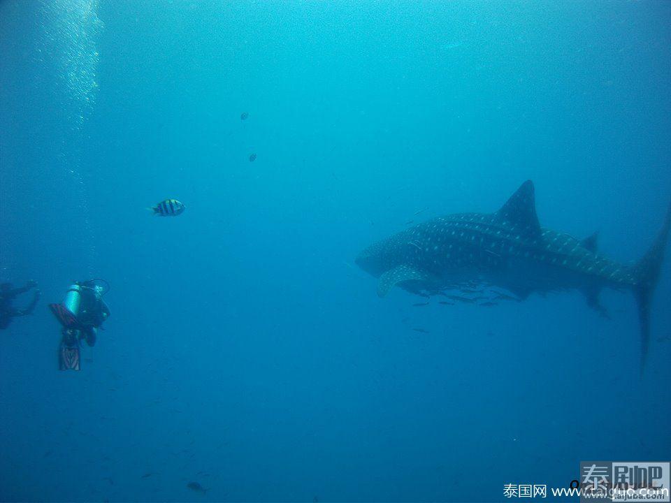 游客象岛潜水邂逅鲸鲨