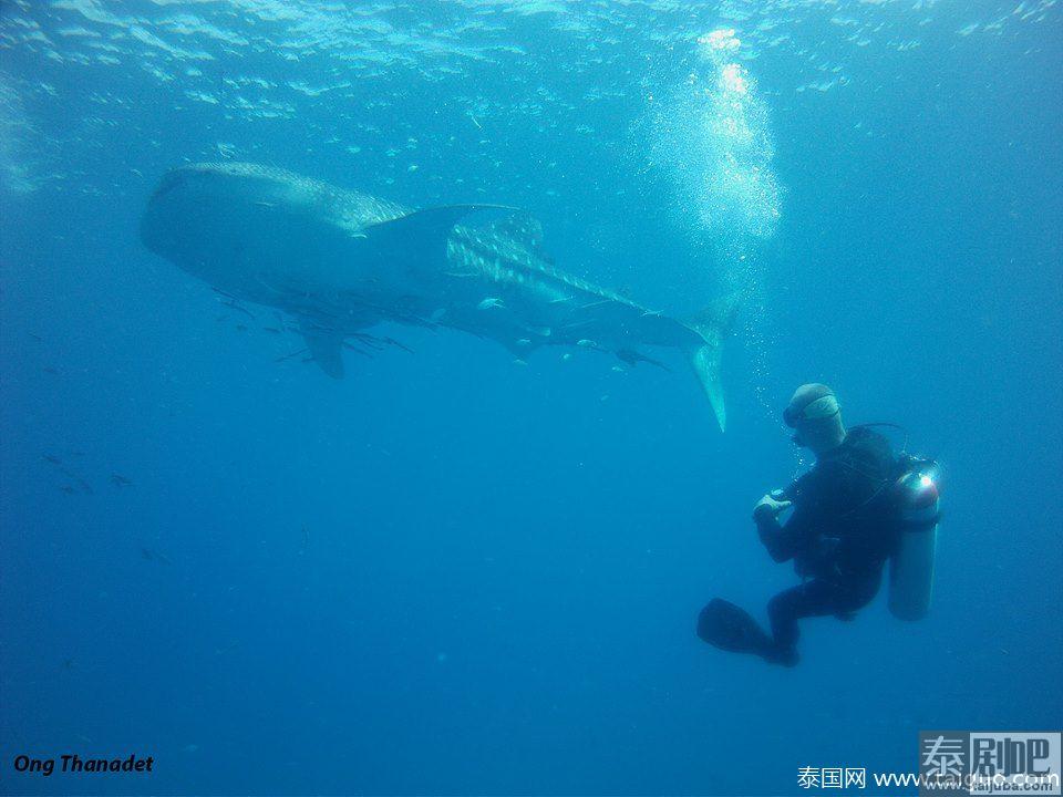 游客象岛潜水邂逅鲸鲨