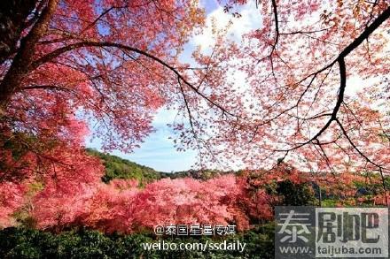 泰国彭世洛府普龙罗山国家樱花盛开