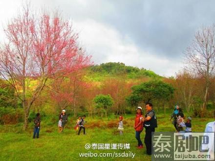 泰国彭世洛府普龙罗山国家樱花盛开