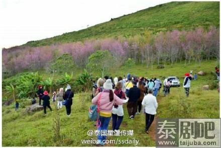 泰国彭世洛府普龙罗山国家樱花盛开