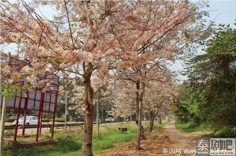 泰国孔敬大学迎来浪漫樱花季