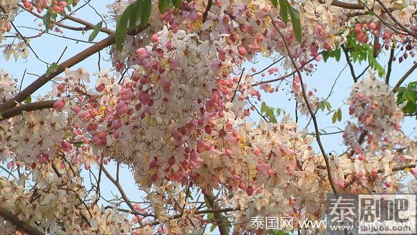 泰国孔敬大学迎来浪漫樱花季