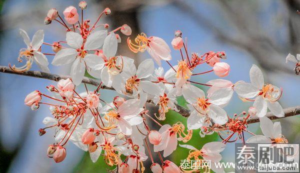 泰国孔敬大学迎来浪漫樱花季