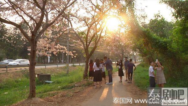 泰国孔敬大学迎来浪漫樱花季