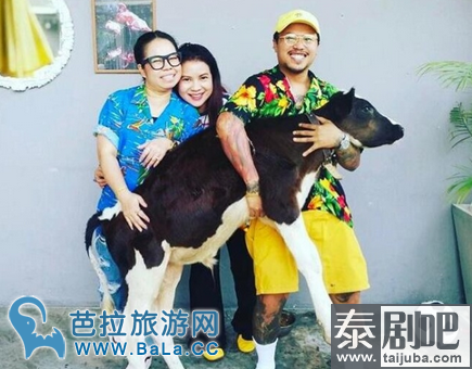 泰国凤姐Tukky与老公养了一头小牛当宠物