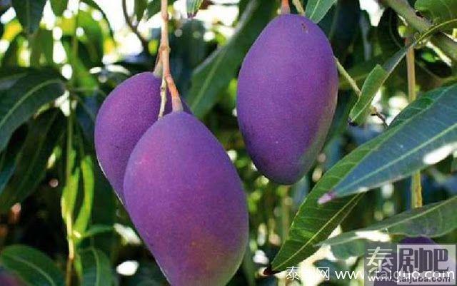 泰国紫芒果