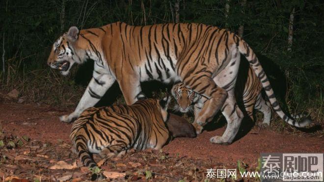 6只濒危印度支那虎惊现泰国考艾公园