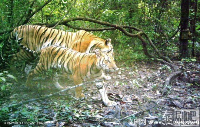 6只濒危印度支那虎惊现泰国考艾公园